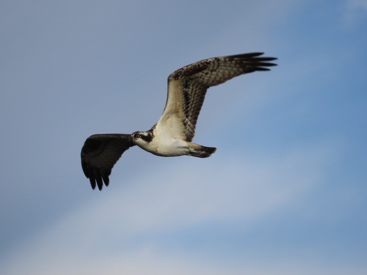 Osprey - ML643356239