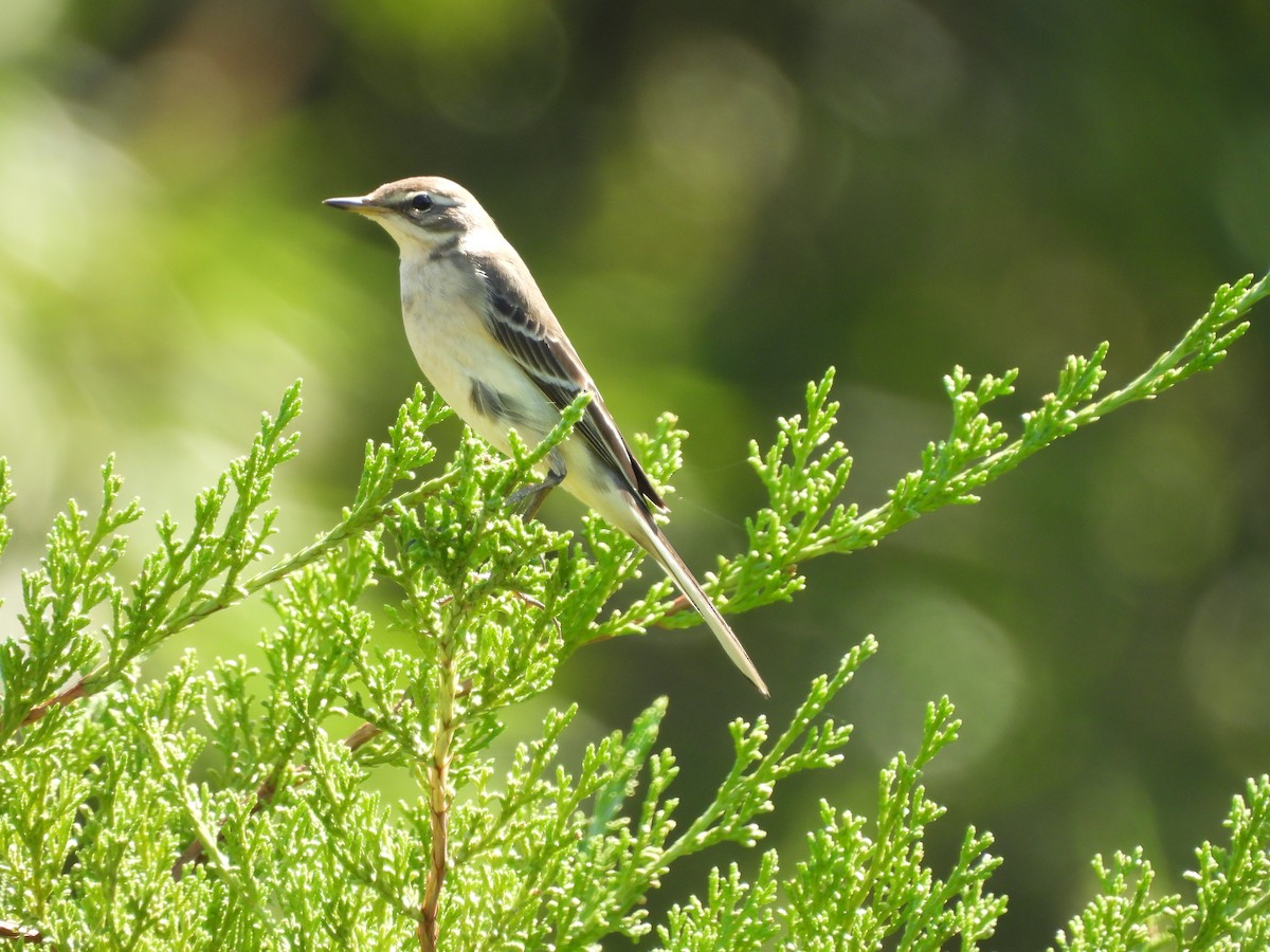 Eastern Yellow Wagtail - ML643356244