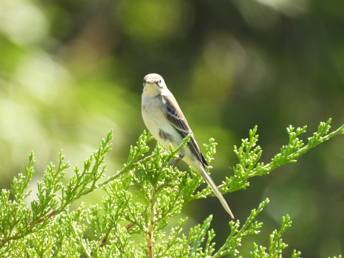 Eastern Yellow Wagtail - ML643356245