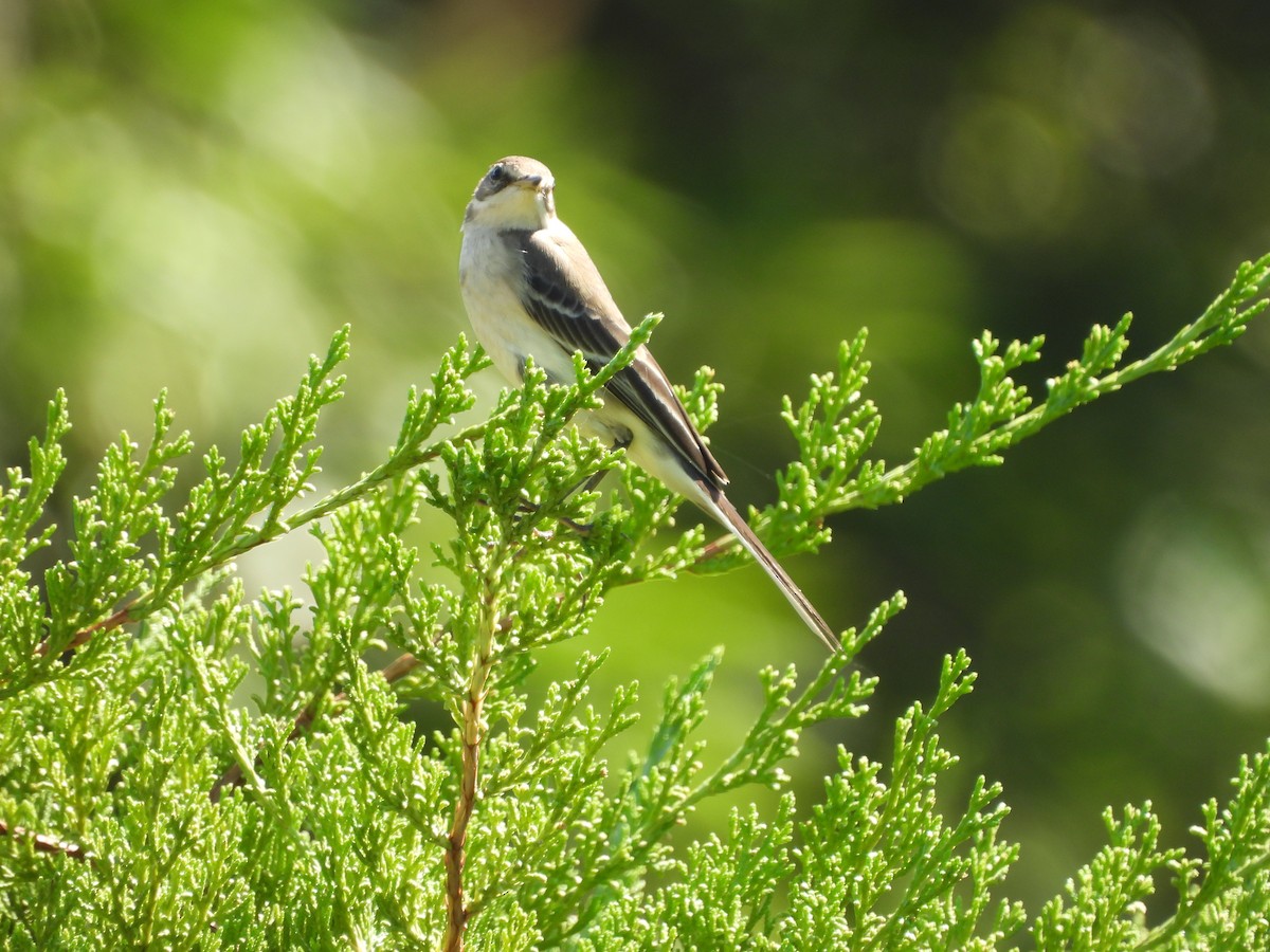 Eastern Yellow Wagtail - ML643356246