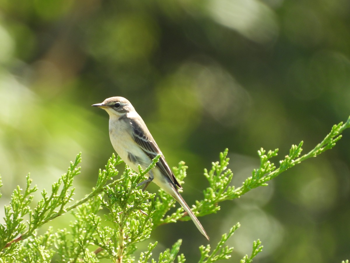 Eastern Yellow Wagtail - ML643356247