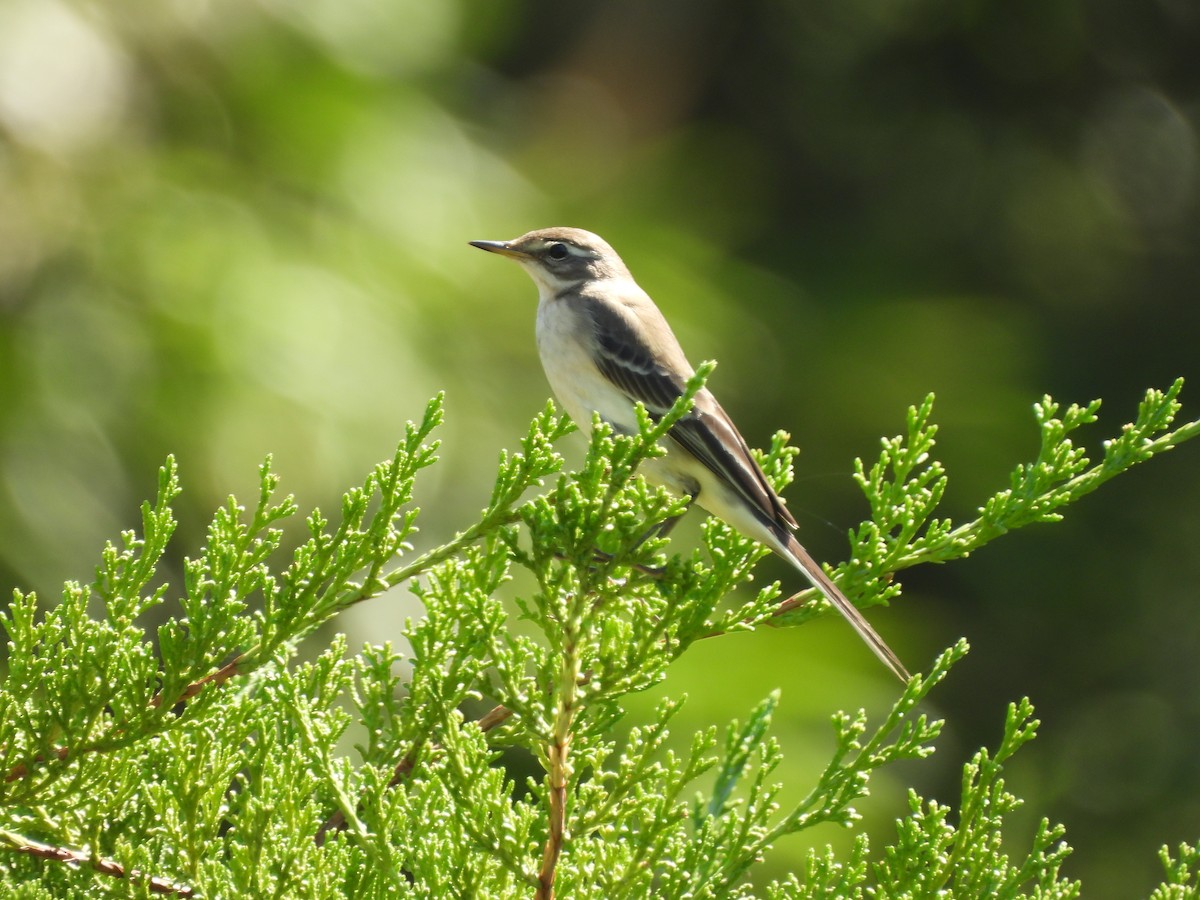 Eastern Yellow Wagtail - ML643356248