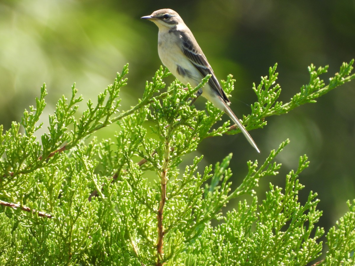 Eastern Yellow Wagtail - ML643356249