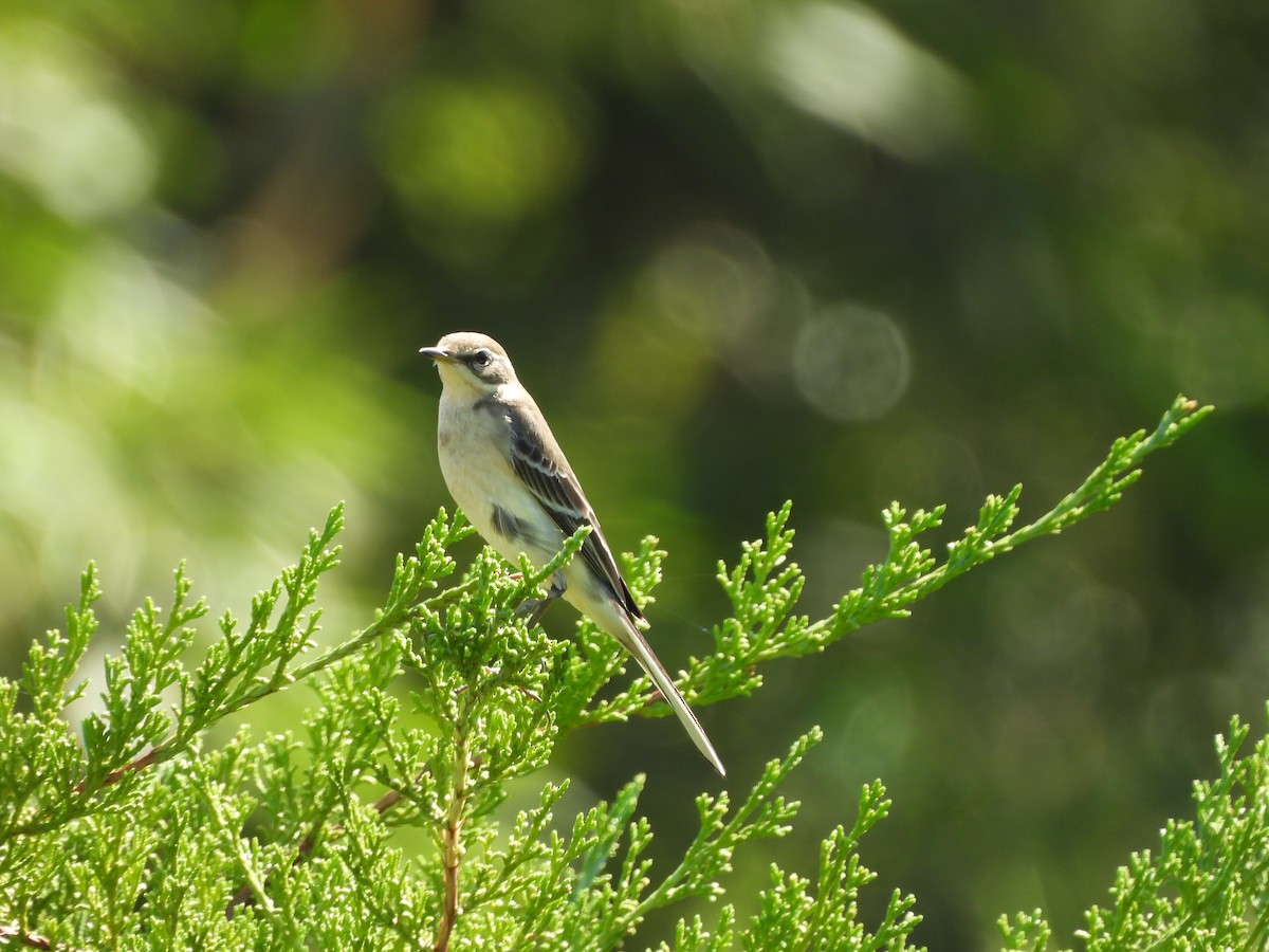 Eastern Yellow Wagtail - ML643356250