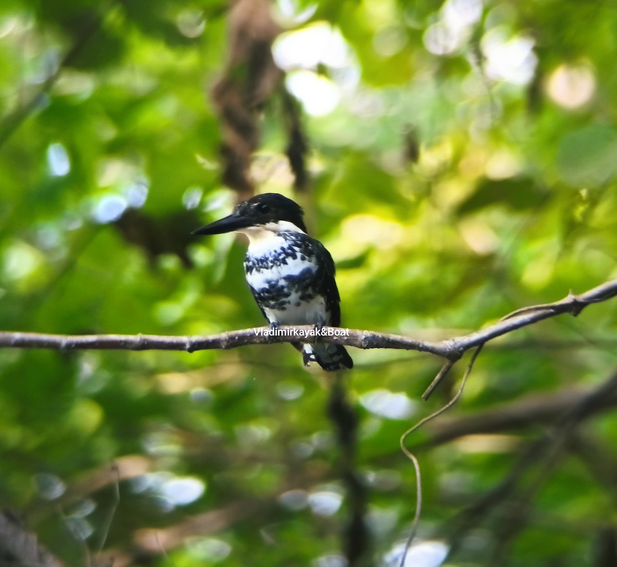 Green Kingfisher - ML643356257