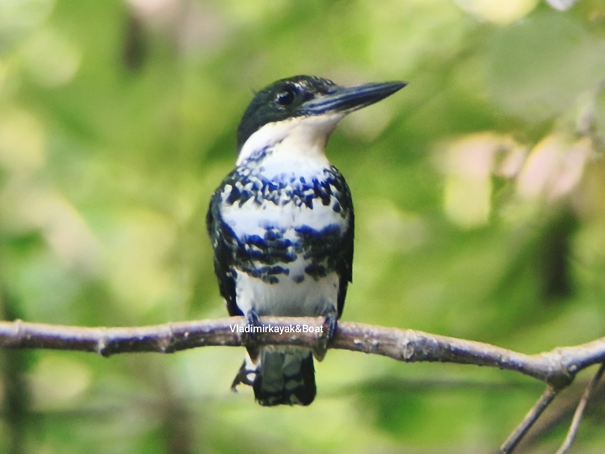 Green Kingfisher - ML643356258