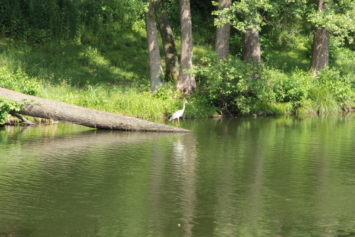 Airone cenerino - ML643356259
