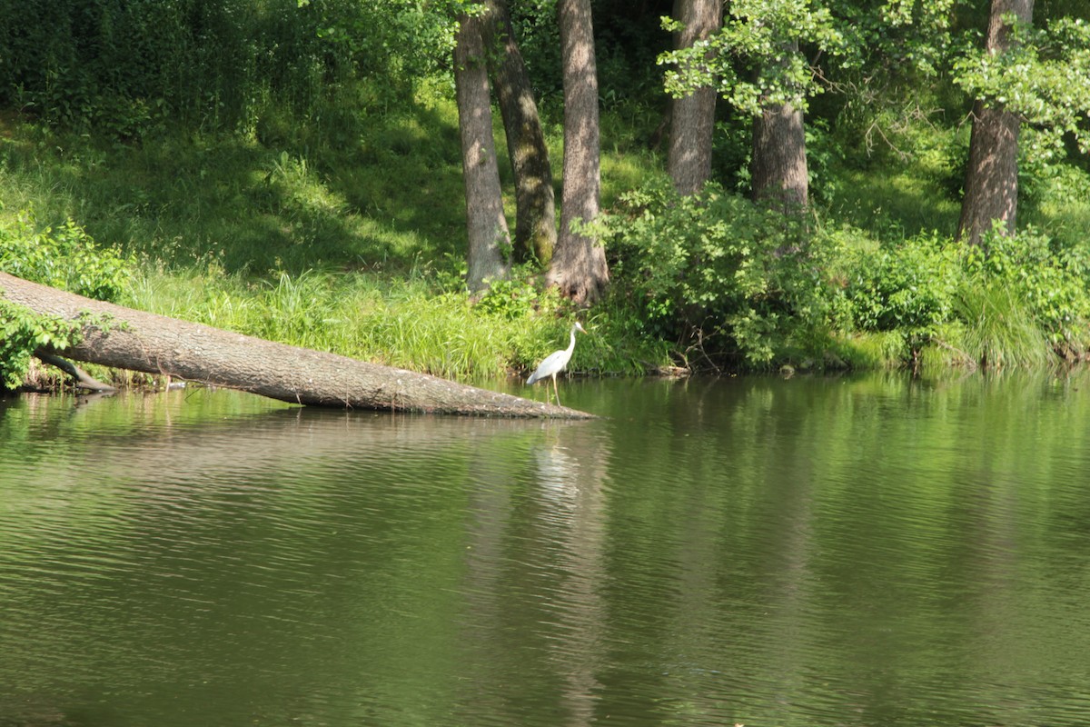 Airone cenerino - ML643356260