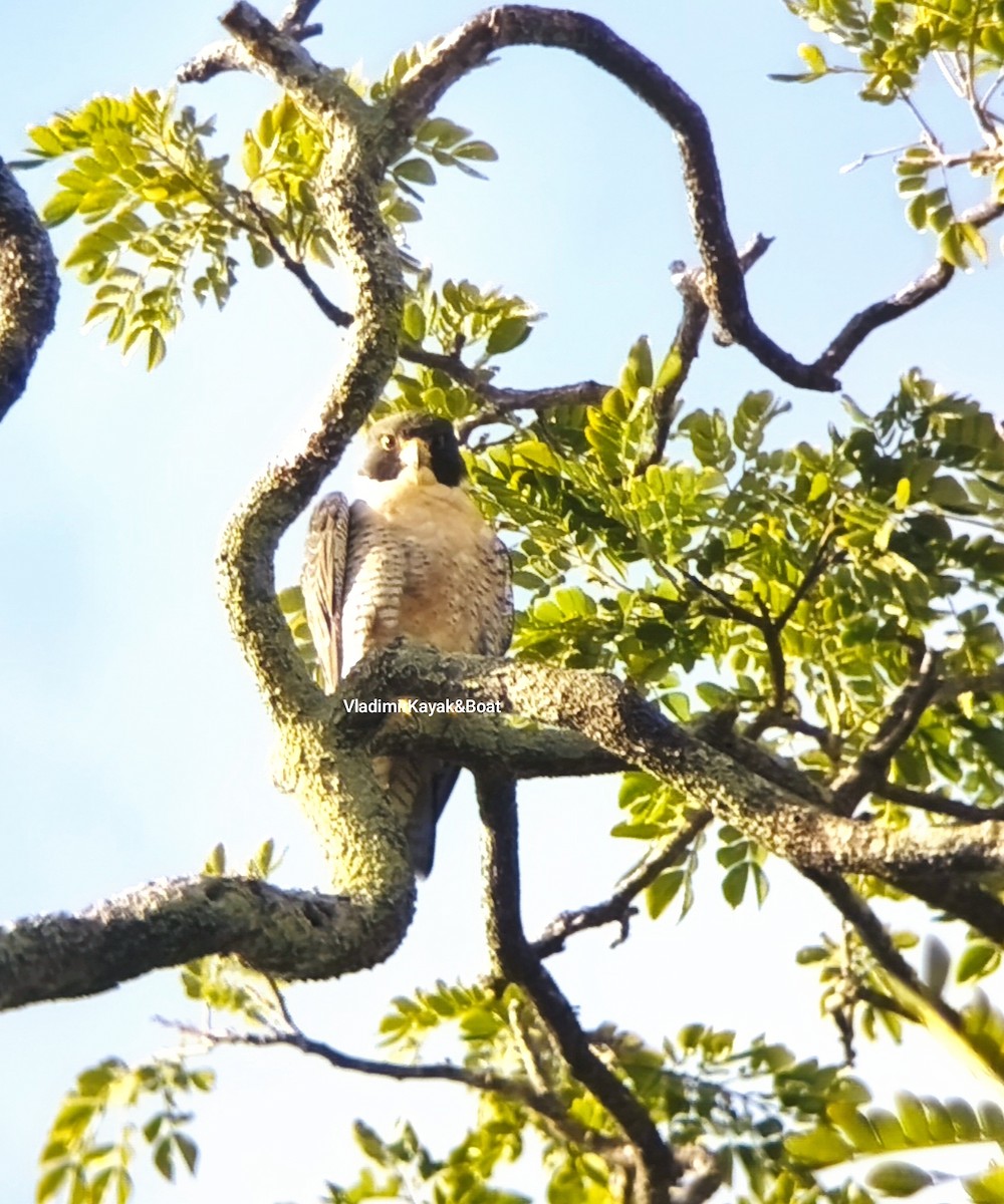 Peregrine Falcon - ML643356271
