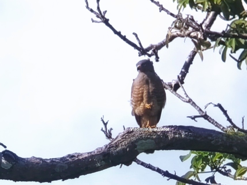 Roadside Hawk - ML643356277
