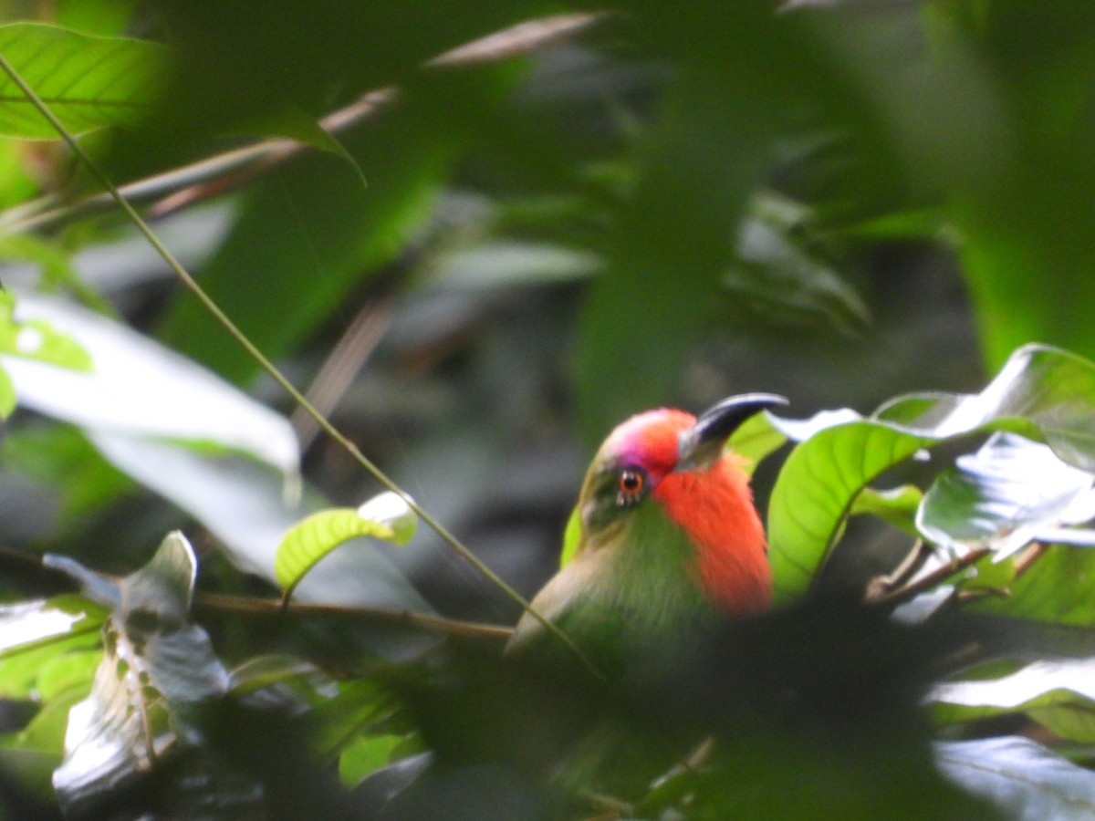 Red-bearded Bee-eater - ML643356295