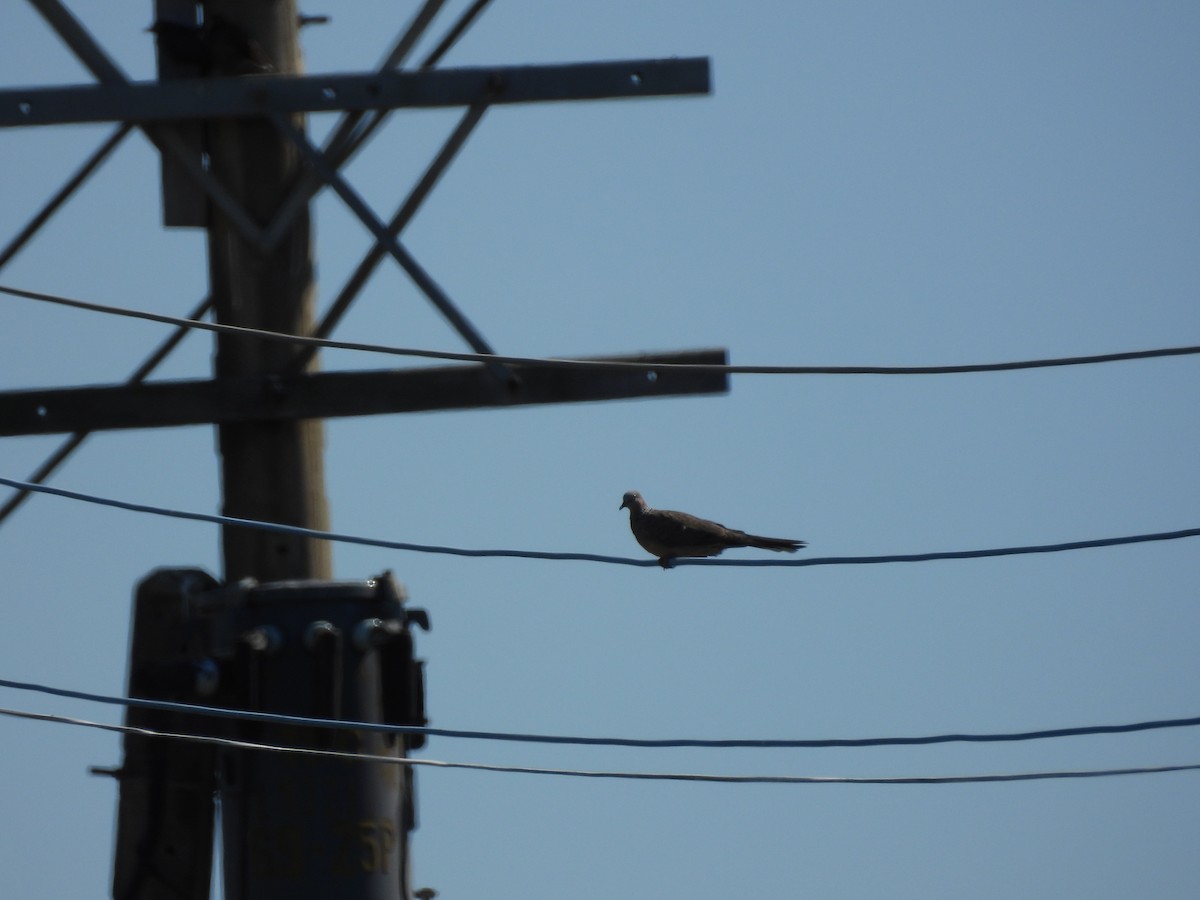 Spotted Dove - ML643356297
