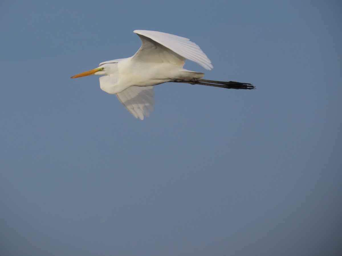 Great Egret - ML643356318