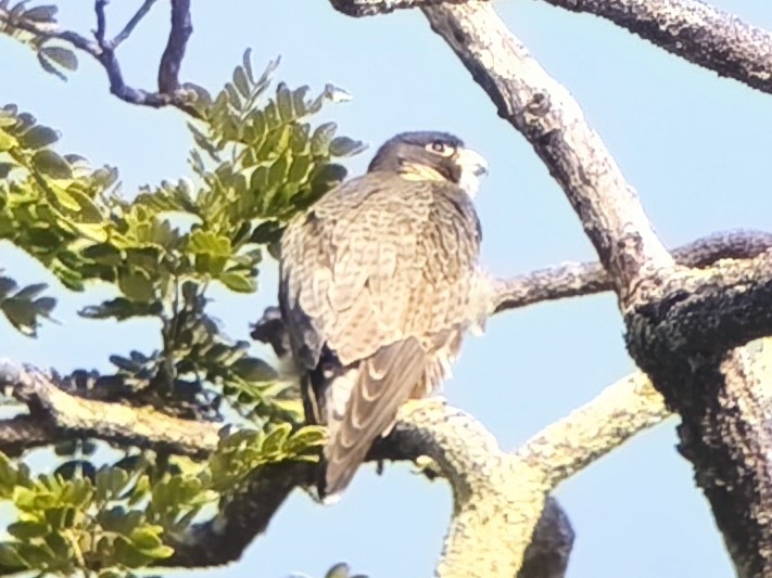 Peregrine Falcon - ML643356322
