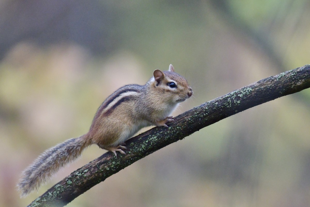 Eastern Chipmunk - ML643356334