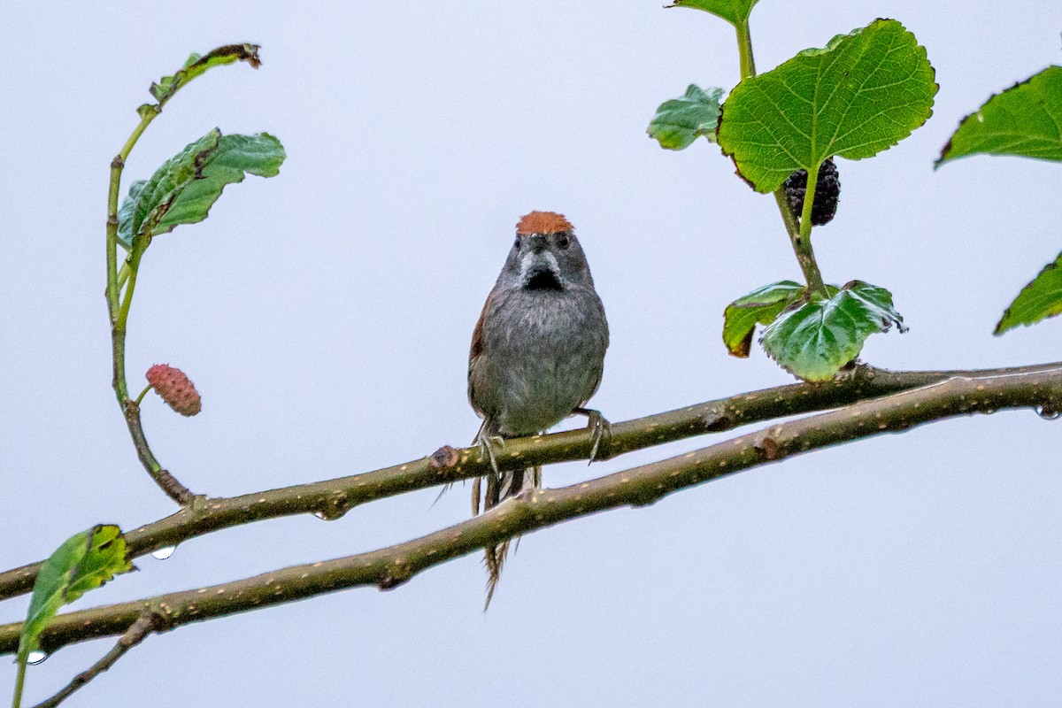 Spix's Spinetail - ML643356346