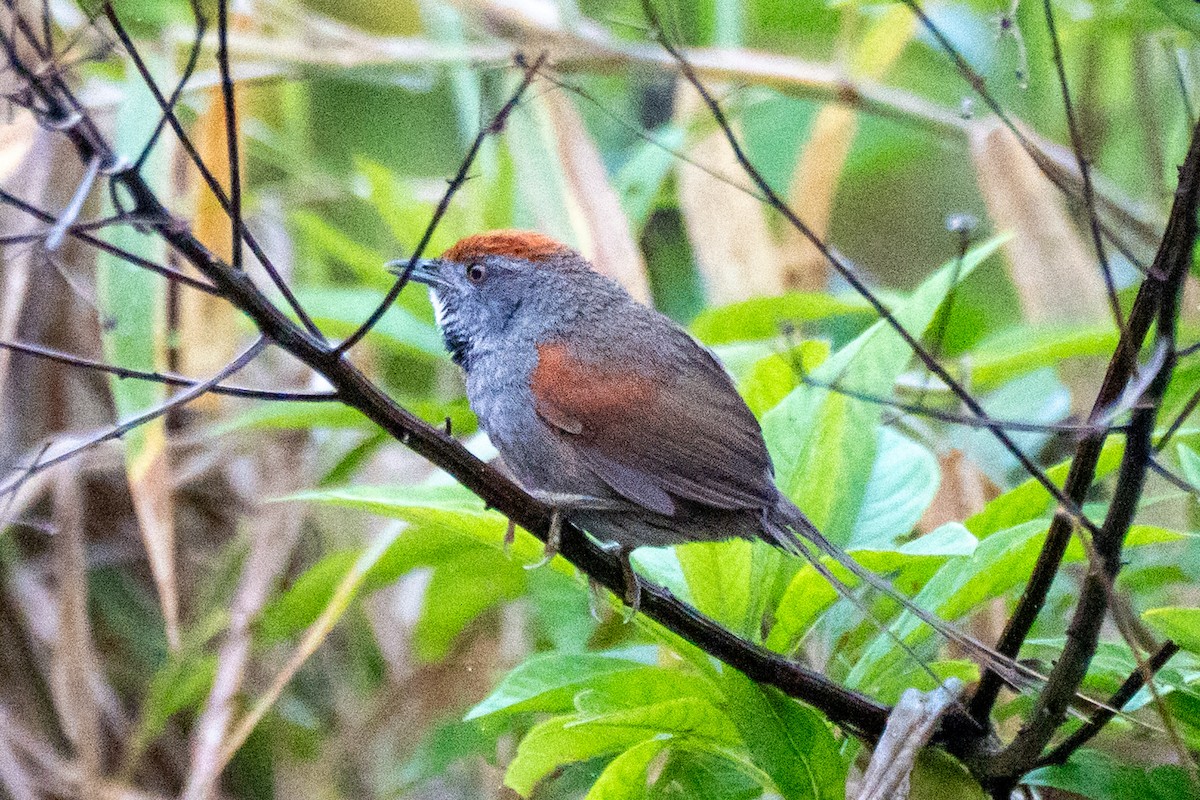 Spix's Spinetail - ML643356347