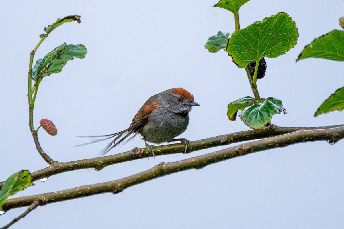 Spix's Spinetail - ML643356348