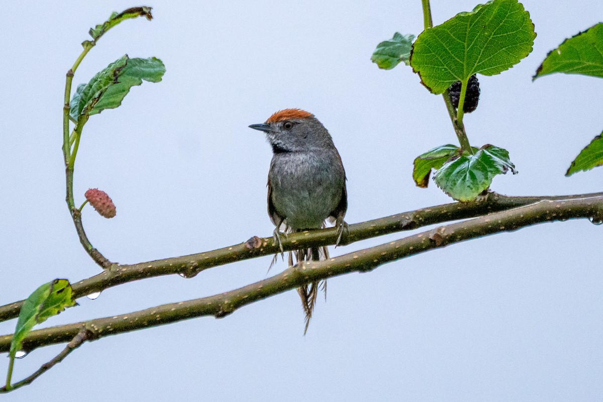 Spix's Spinetail - ML643356349