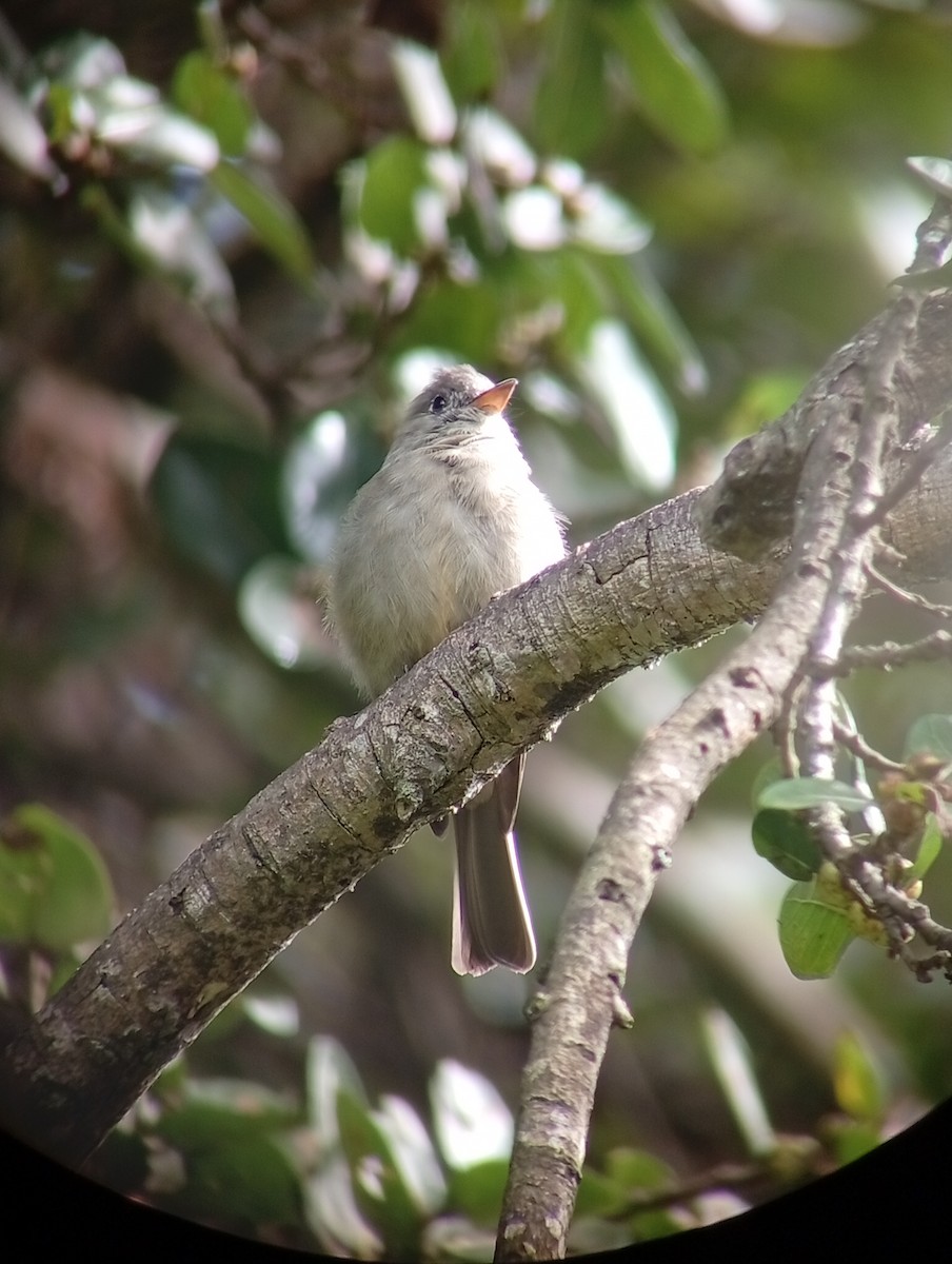 Greater Pewee - ML643356354