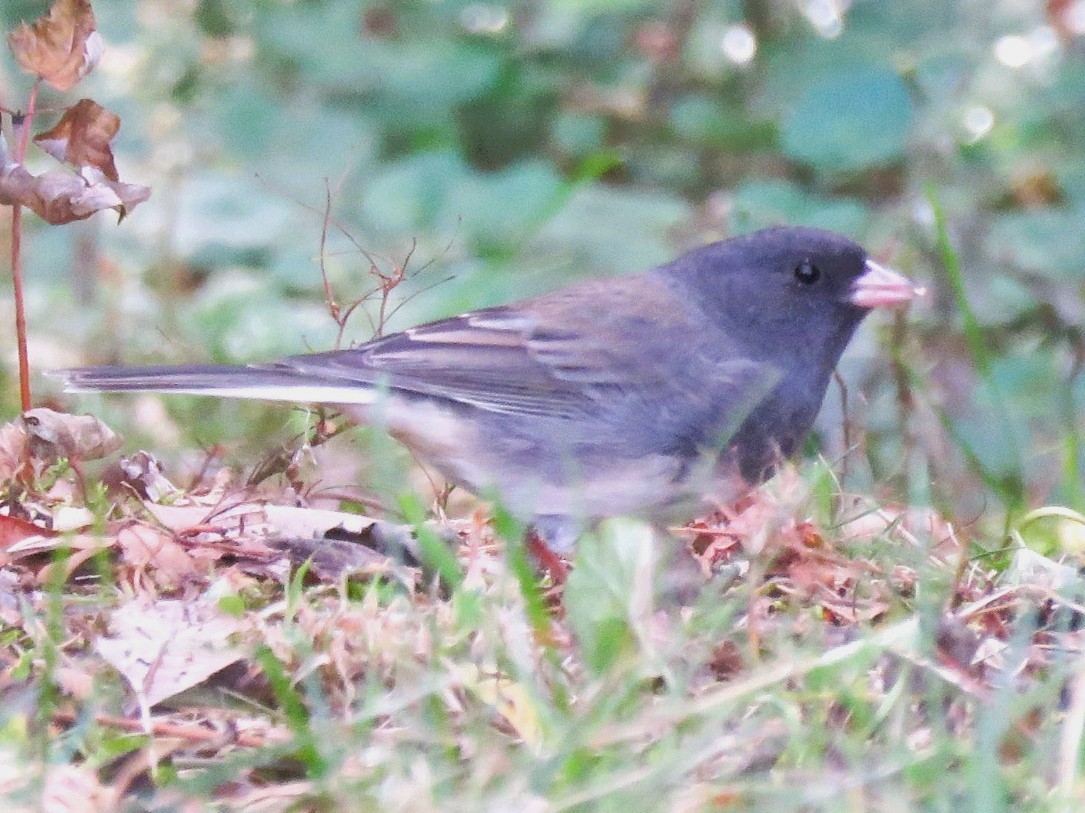 Dark-eyed Junco (Slate-colored) - ML643356357