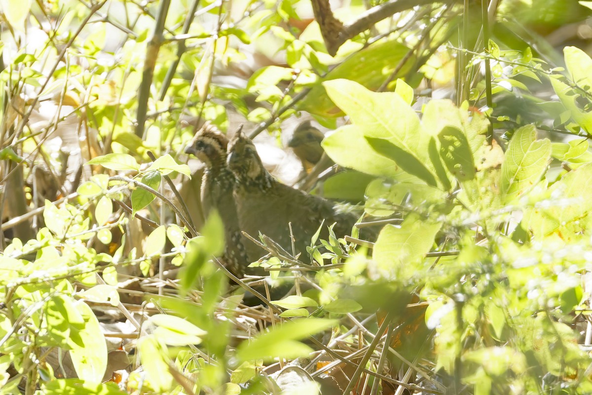 Spot-bellied Bobwhite - ML643356365