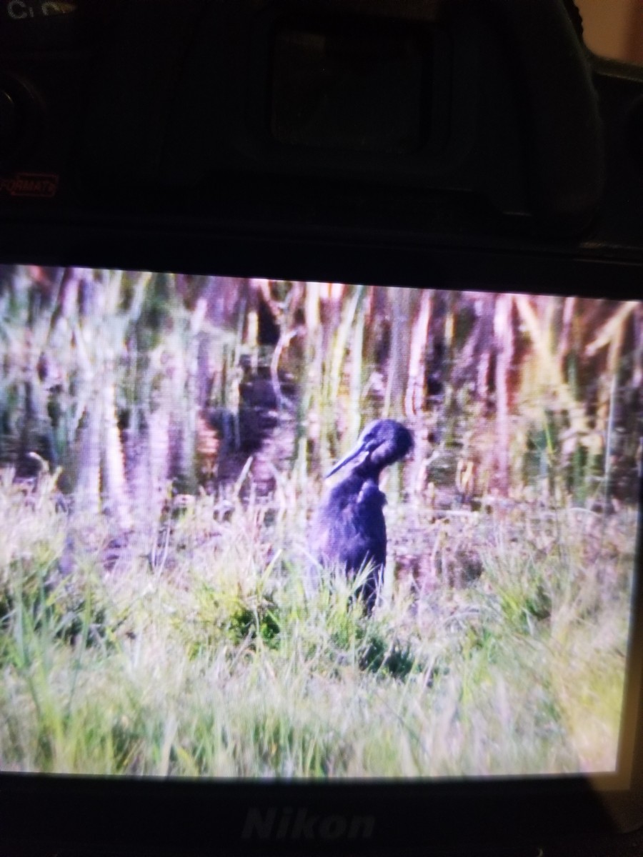 Black Heron - ML643356370