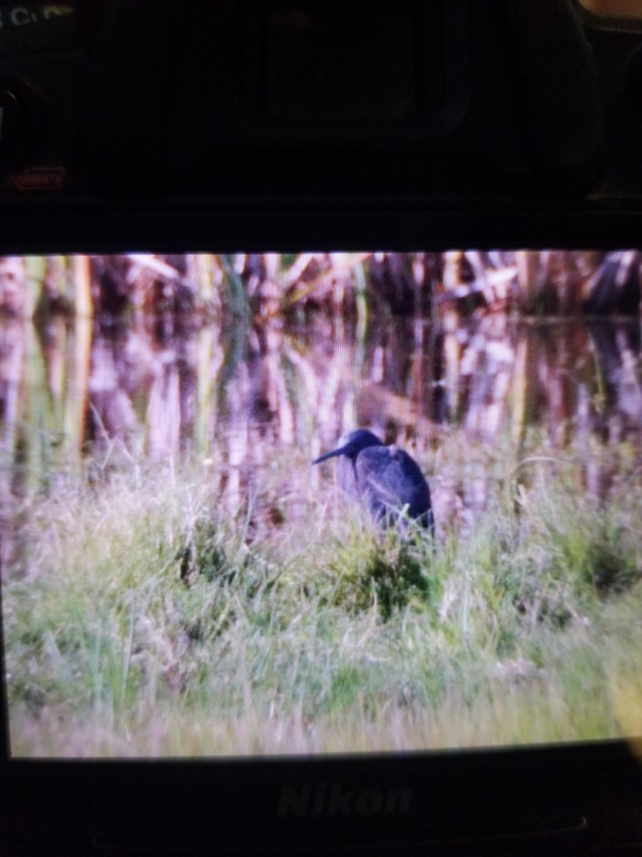 Black Heron - ML643356371
