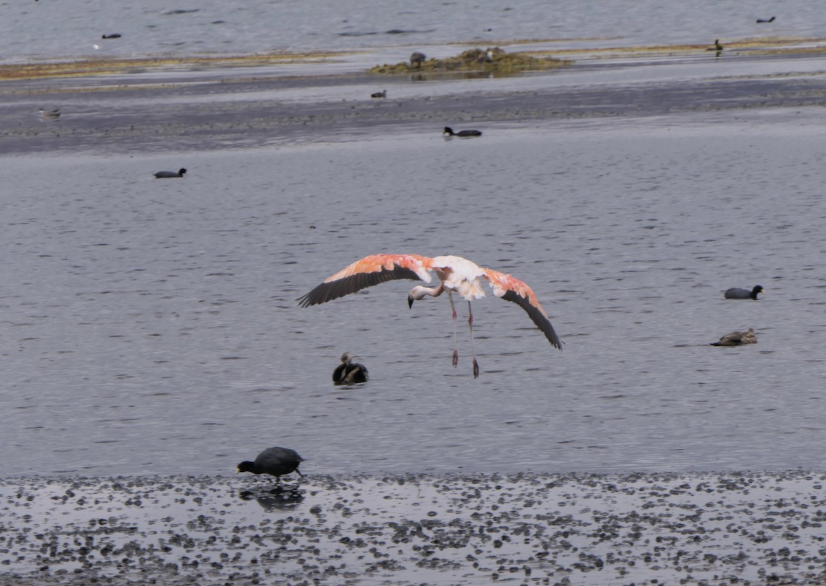 Flamant du Chili - ML643356381