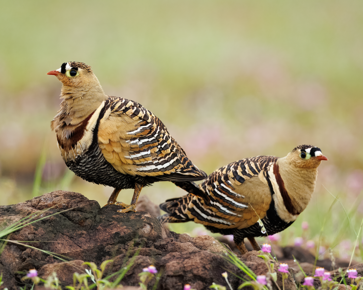 Painted Sandgrouse - ML643356395