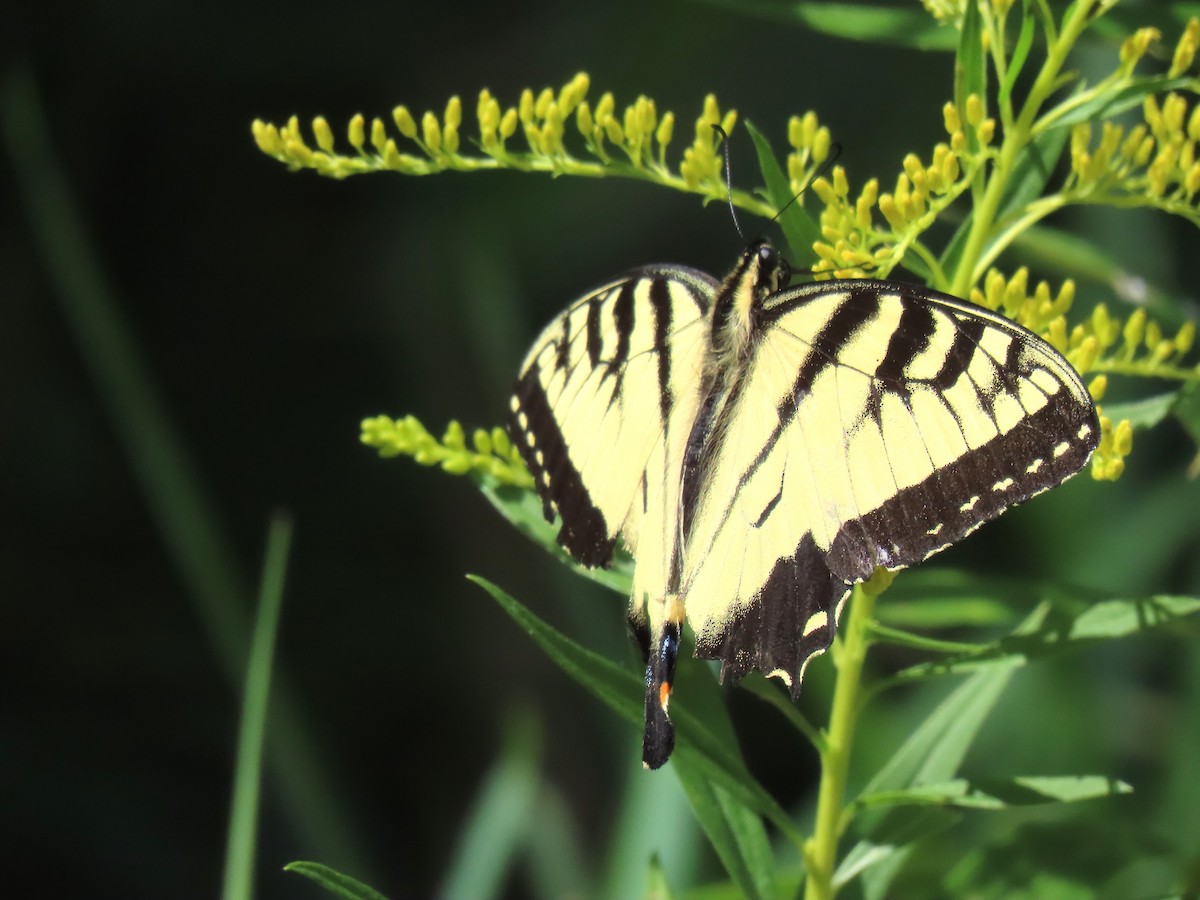 Animals - ML643356402