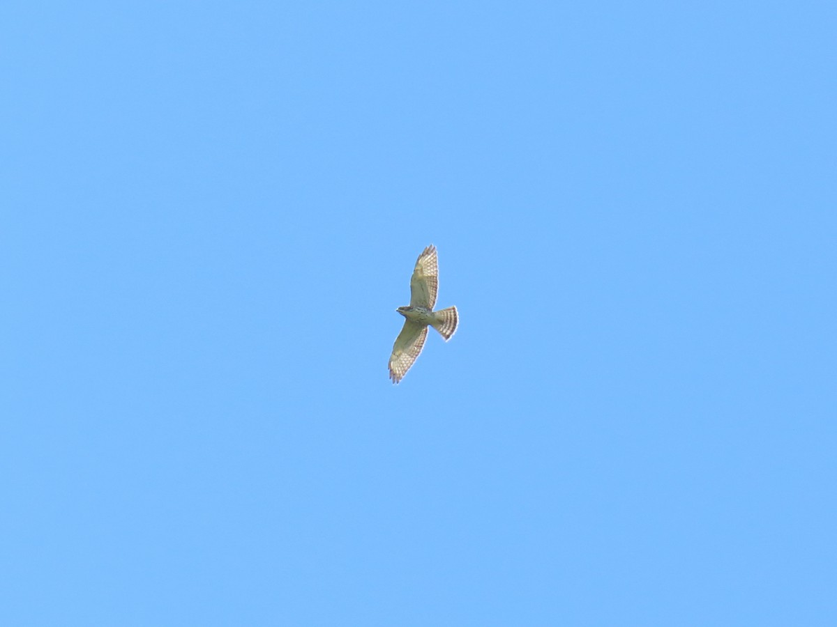 Broad-winged Hawk - ML643356407
