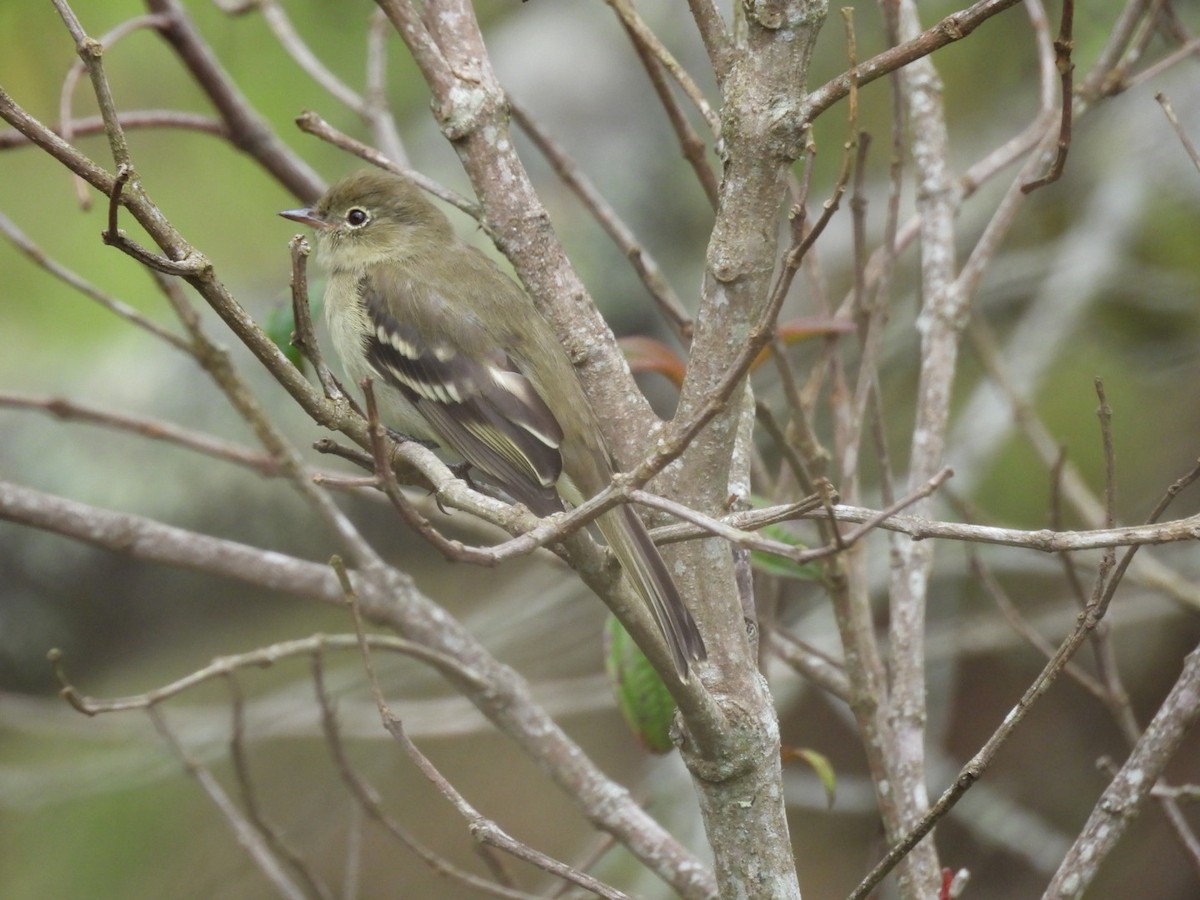 Mountain Elaenia - ML643356424