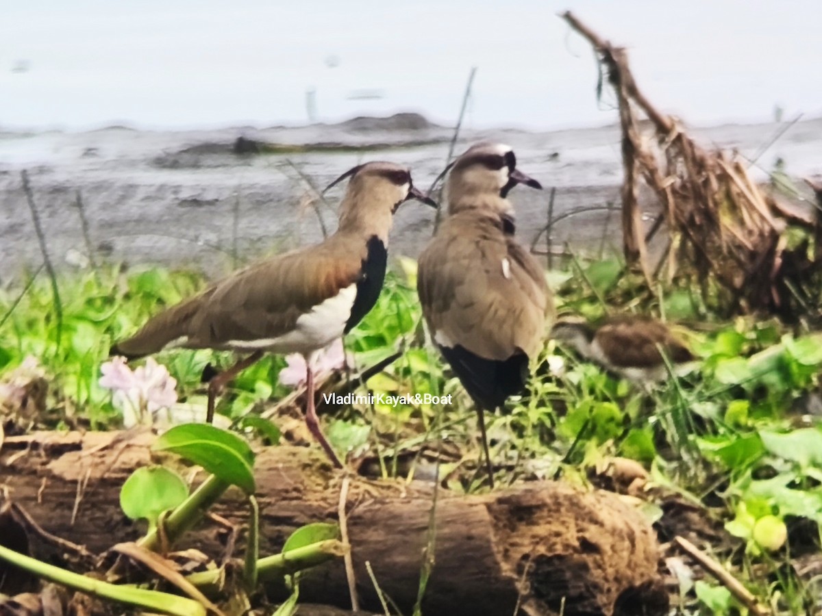 Southern Lapwing - ML643356432