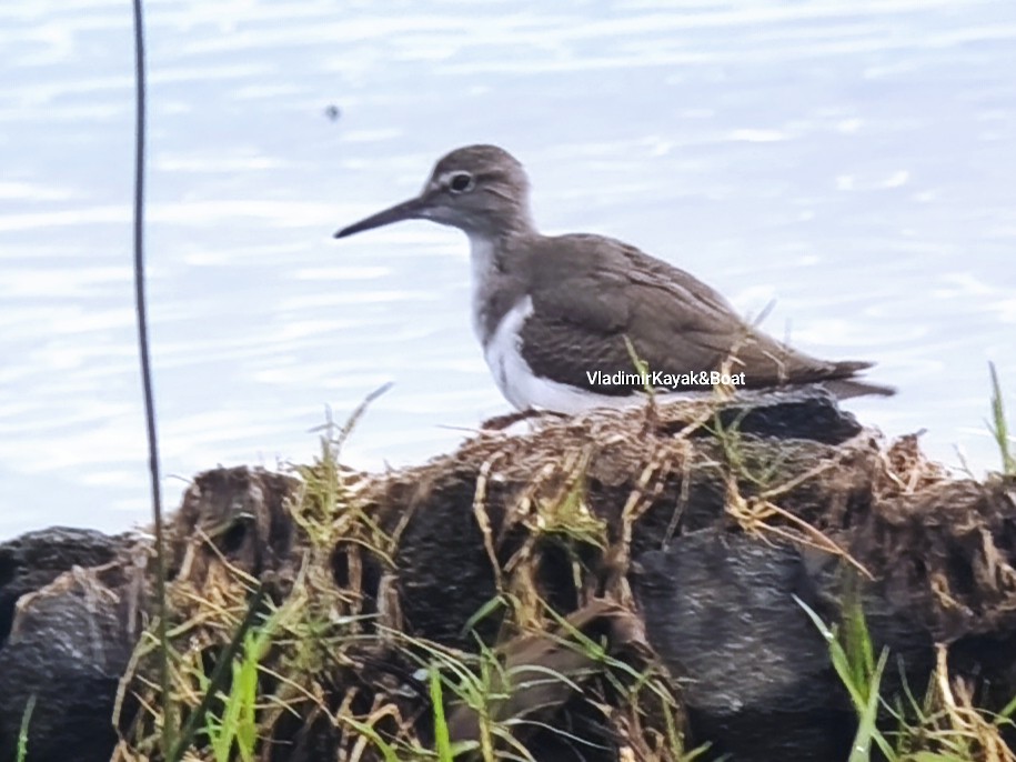 Spotted Sandpiper - ML643356452