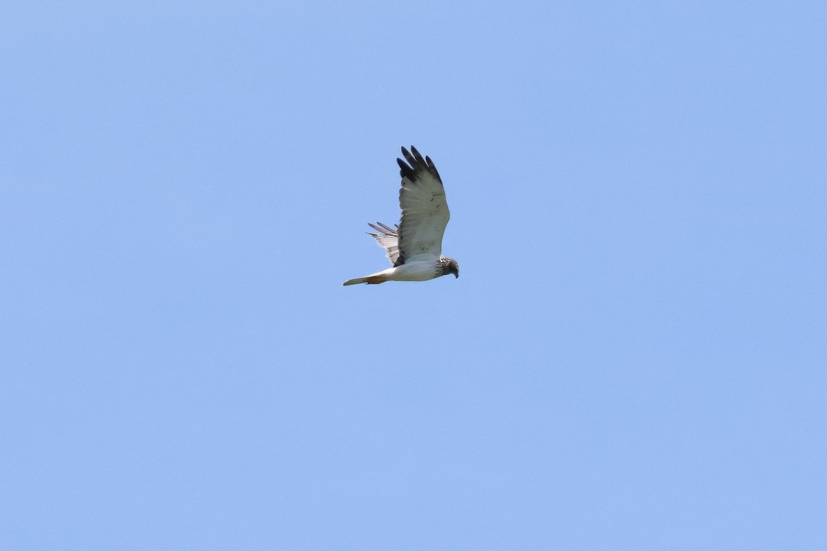 Eastern Marsh Harrier - ML643356456