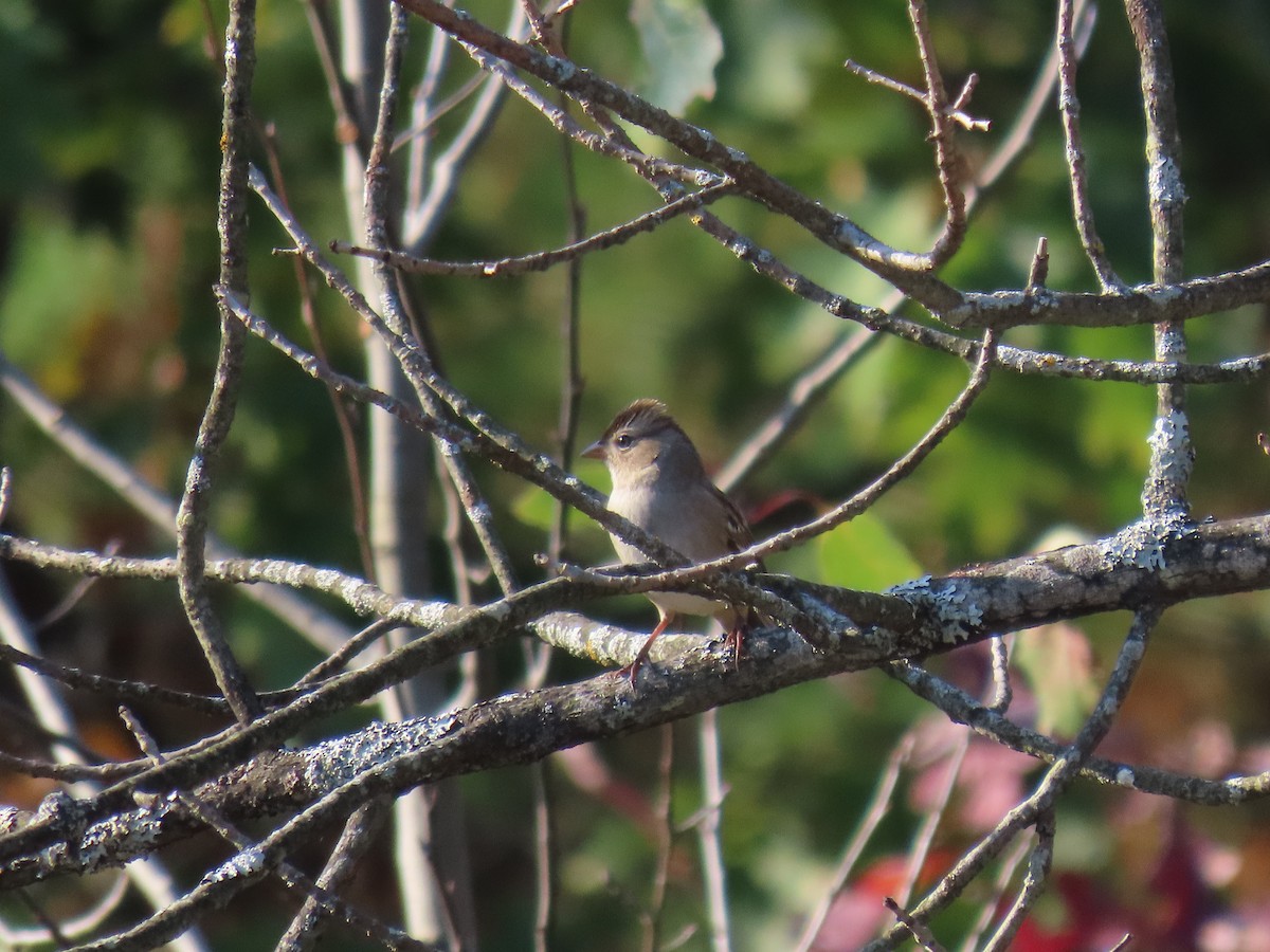 White-crowned Sparrow - ML643356468