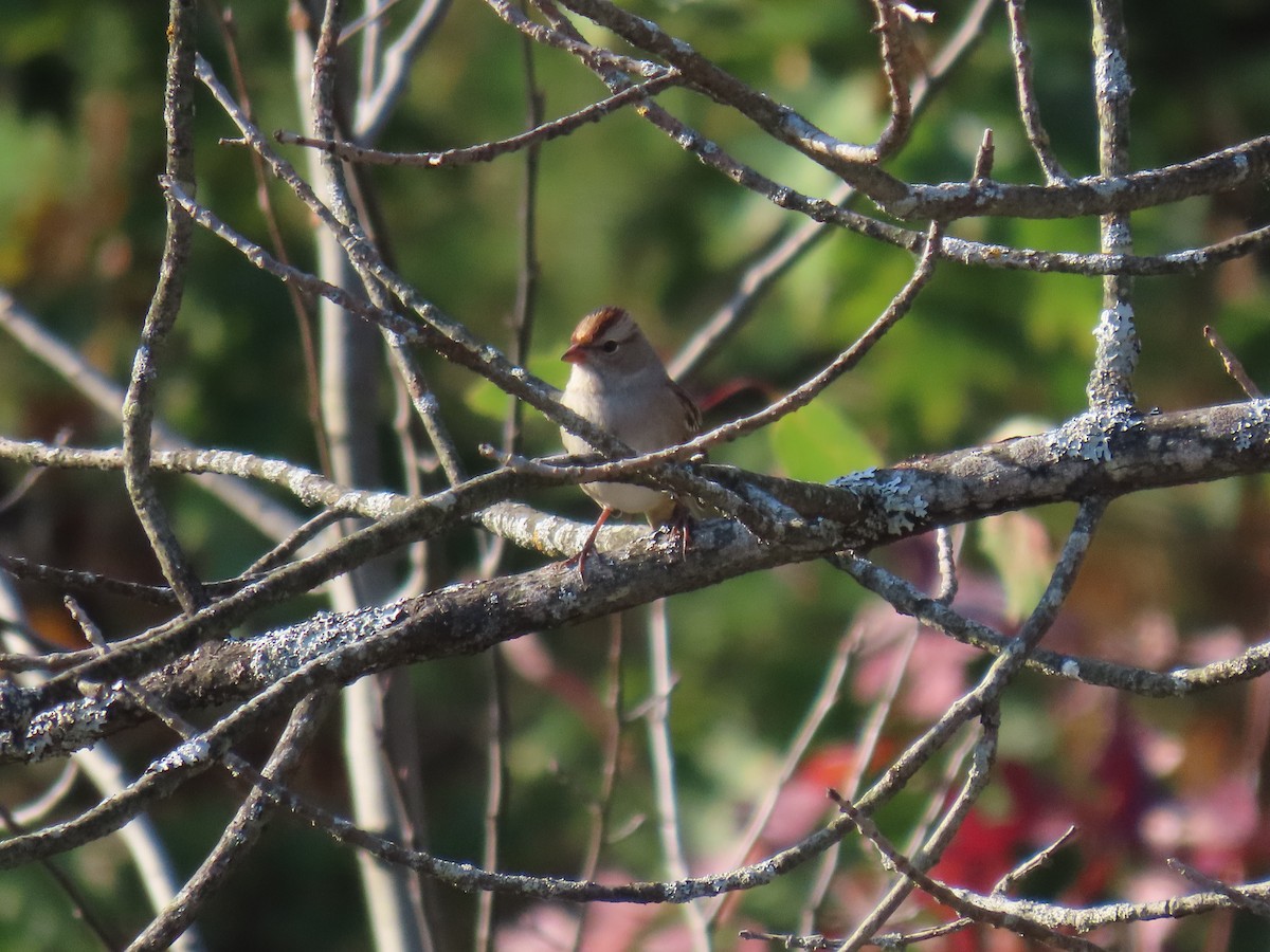 White-crowned Sparrow - ML643356469