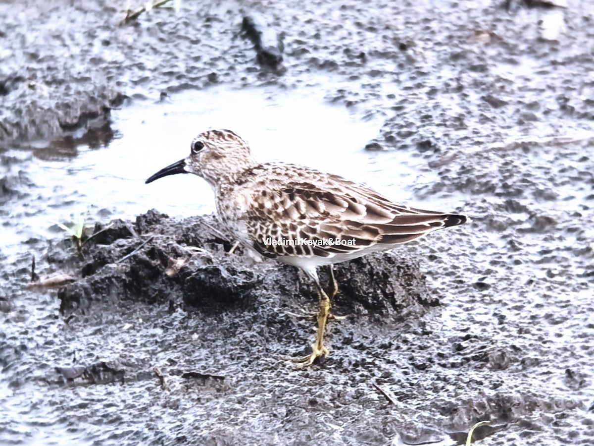 Least Sandpiper - ML643356473