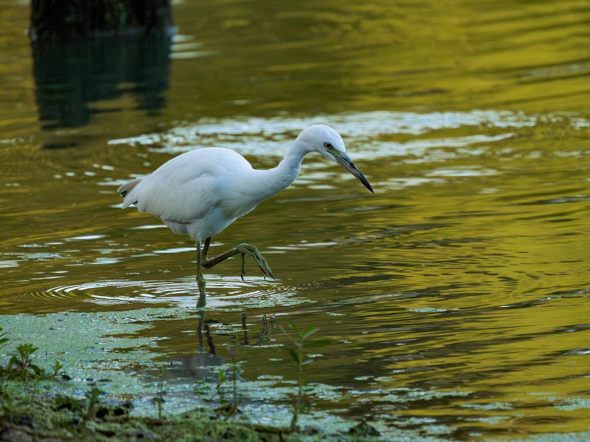 Little Blue Heron - ML643356498
