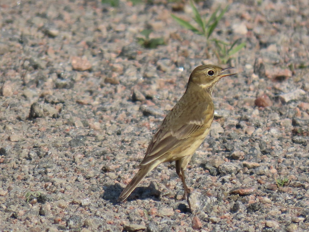 American Pipit - ML643356509