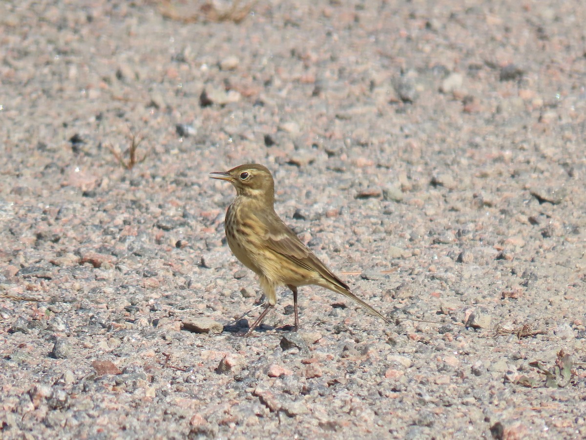 American Pipit - ML643356513