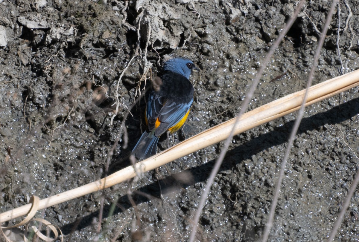 Blue-and-yellow Tanager (Blue-and-yellow) - ML643356514