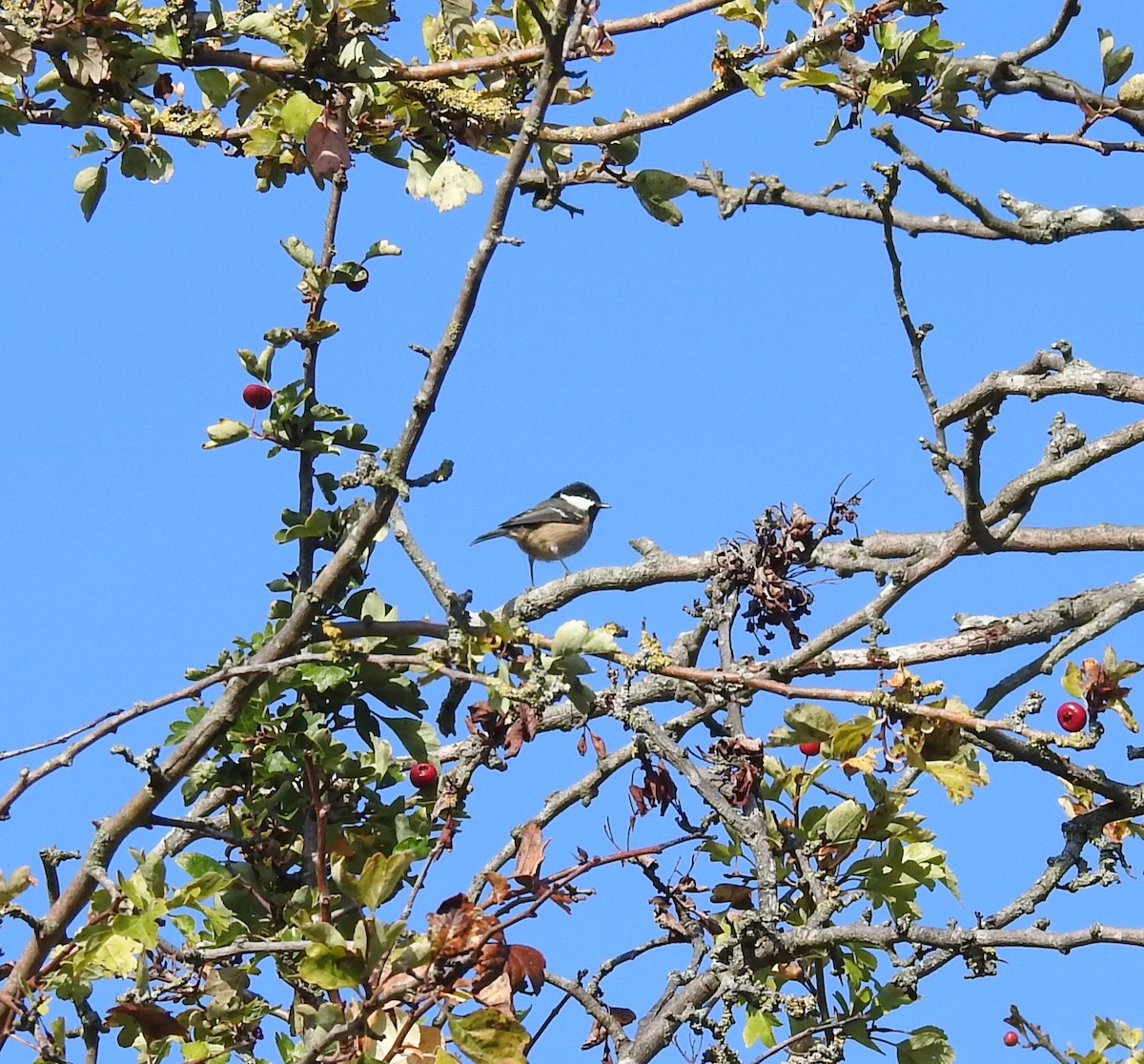 Coal Tit - ML643356520