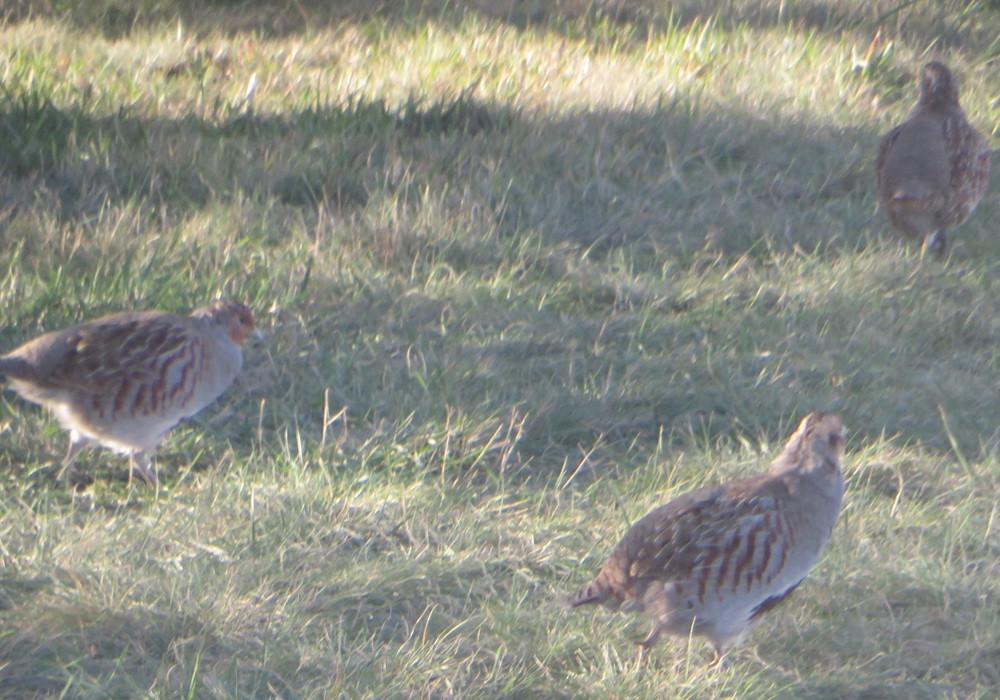 Gray Partridge - ML643356532