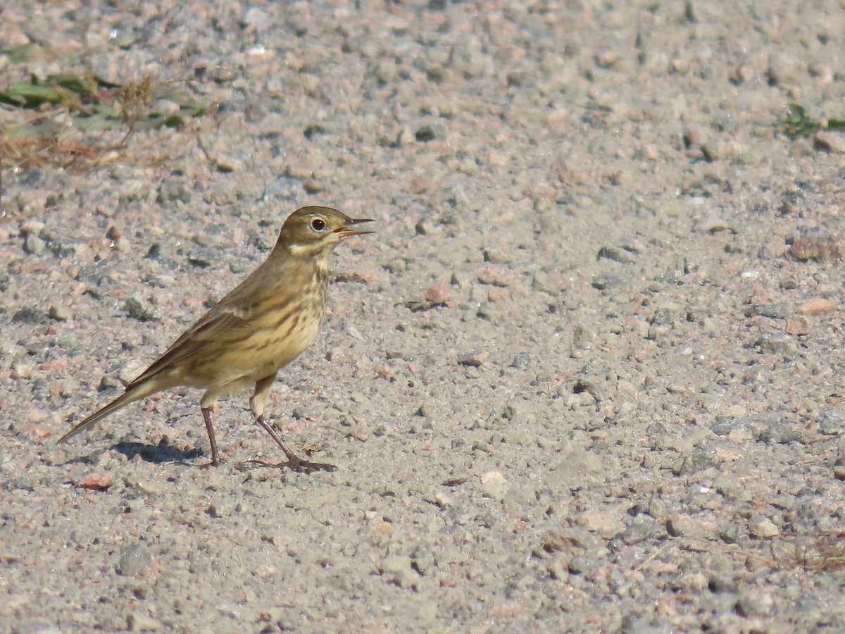 American Pipit - ML643356547
