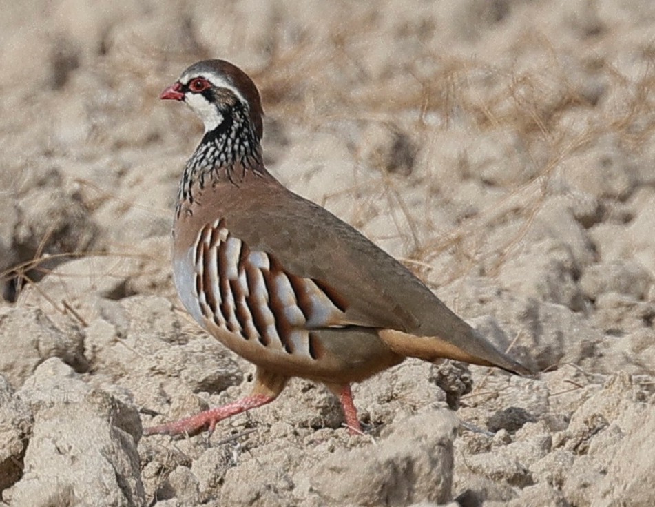 Red-legged Partridge - ML643356551