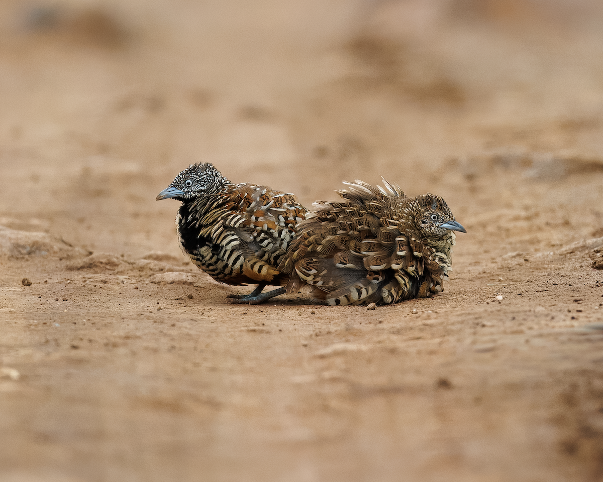 Barred Buttonquail - ML643356555