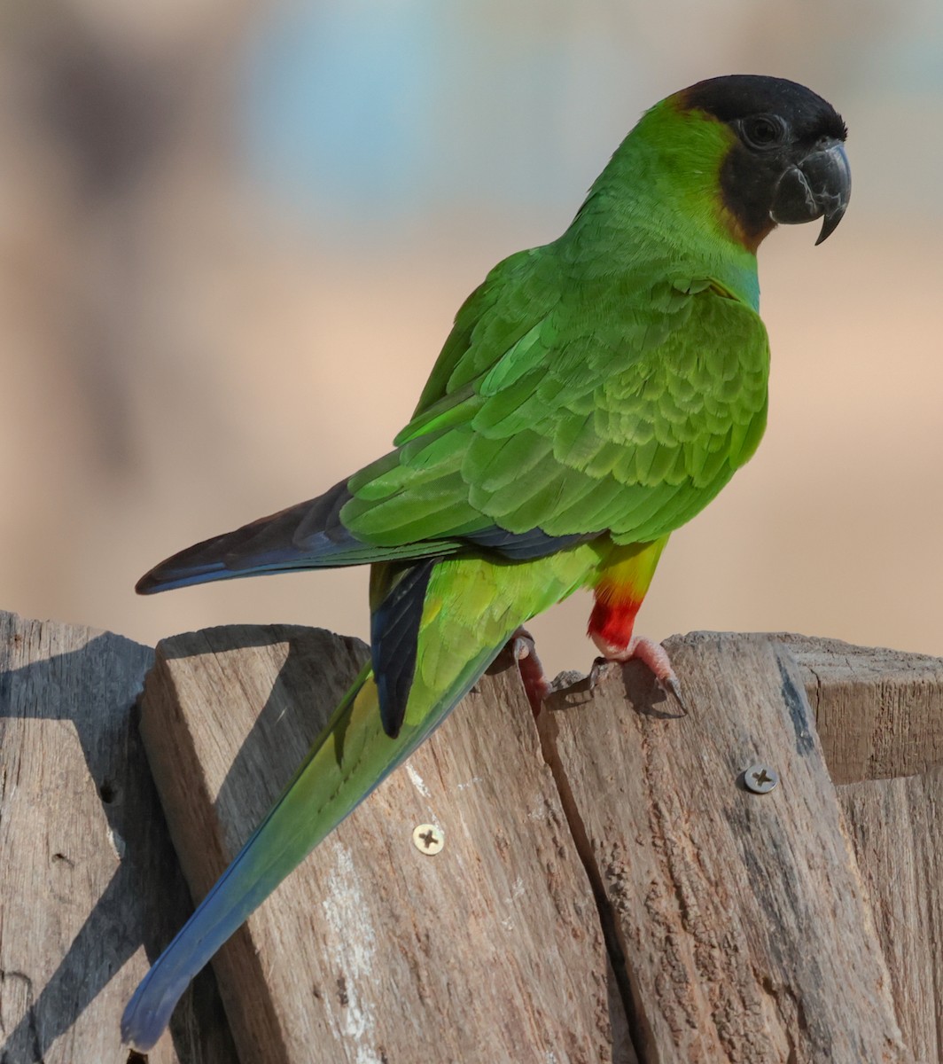 Nanday Parakeet - ML643356558