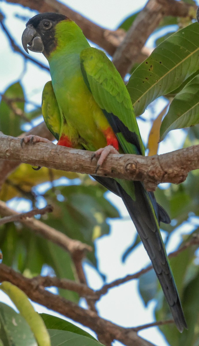 Nanday Parakeet - ML643356559